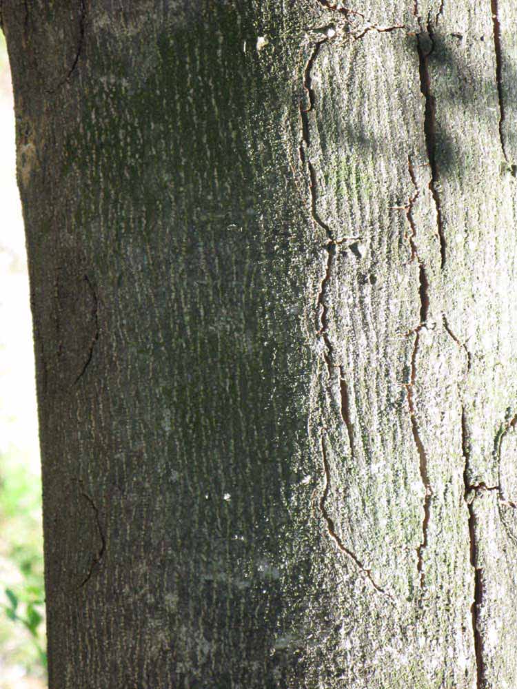              Bark (Winter Haven, FL)       